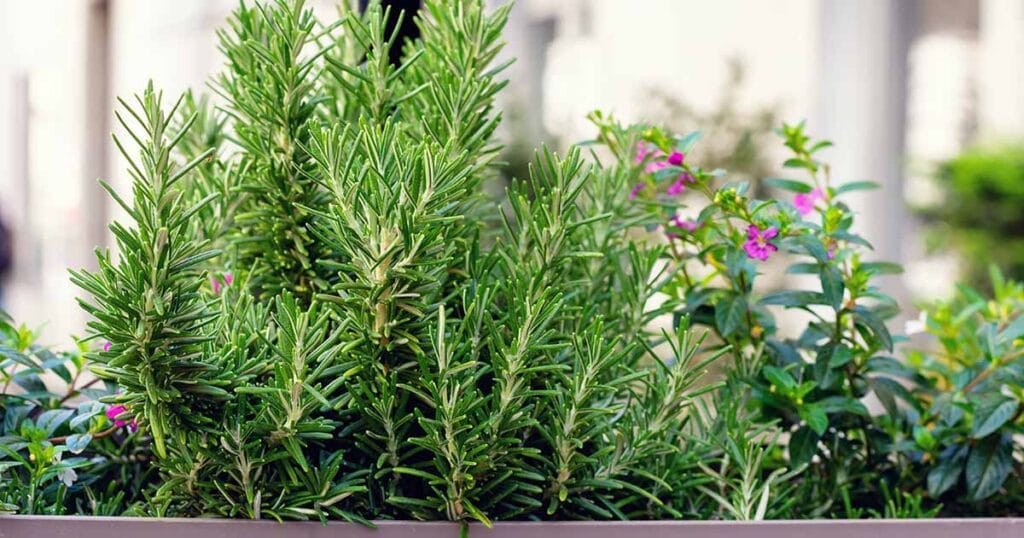 how to grow rosemary in containers fb