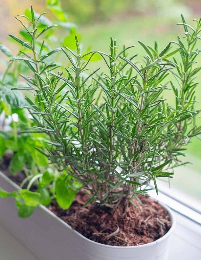 guide simple pour une cuisine aromatique : romarin