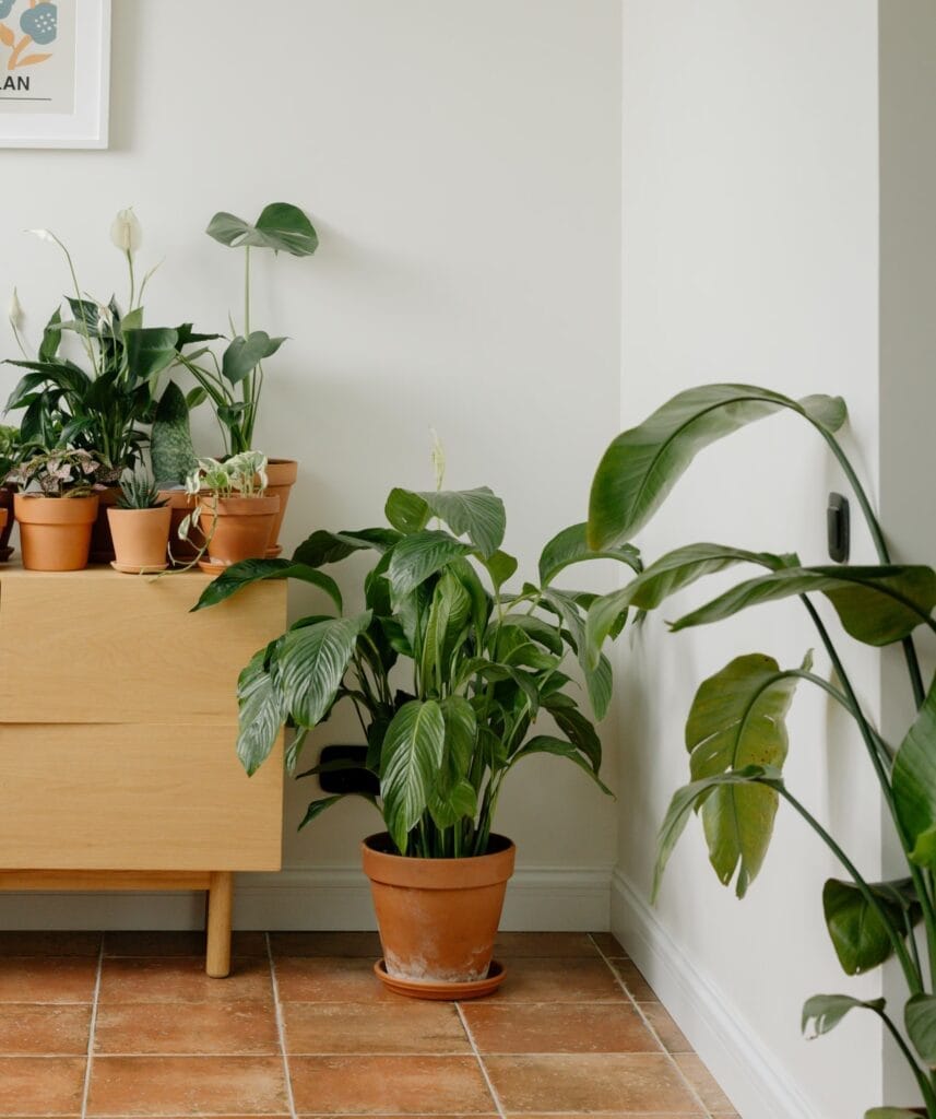 monstera-deliciosa à la maison : conseils de plantation