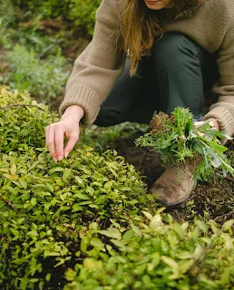 Cultiver des herbes aromatiques sur un toit ou balcon