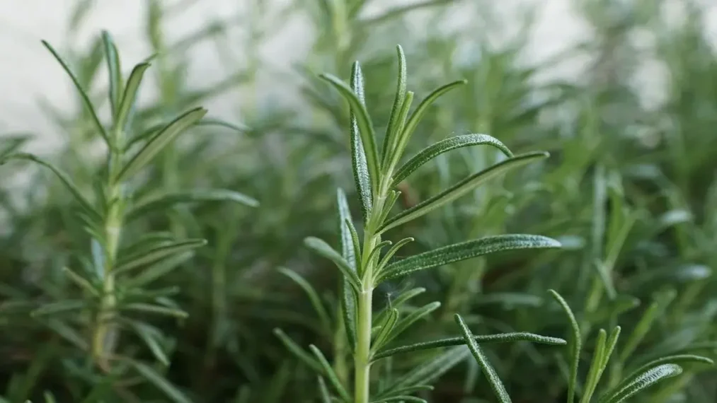 rosemary : simple guide to aromatic cooking